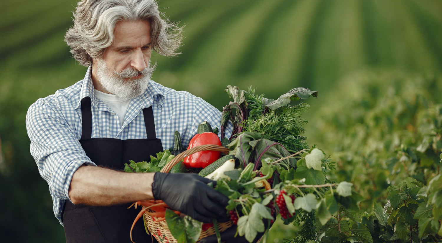 Personne en tablier de jardinage récoltant des légumes dans un jardin ensoleillé